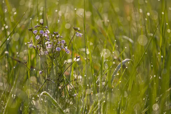 Cardamine de pourpre, fleur de graines de meadowfoam — Photo