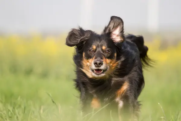 Çalışan köpek — Stok fotoğraf