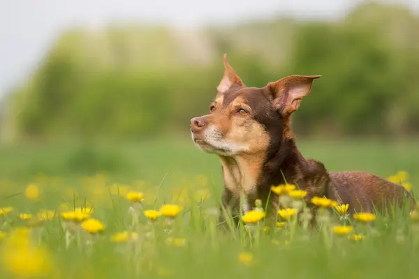 犬の肖像画 — ストック写真