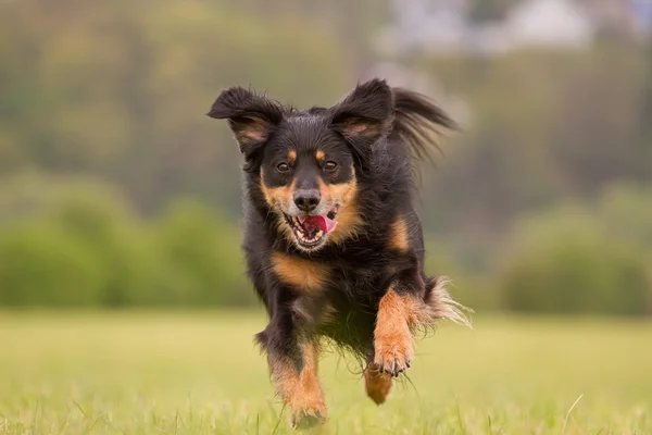走っている犬 — ストック写真