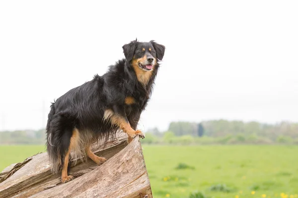 Retrato de perro — Foto de Stock