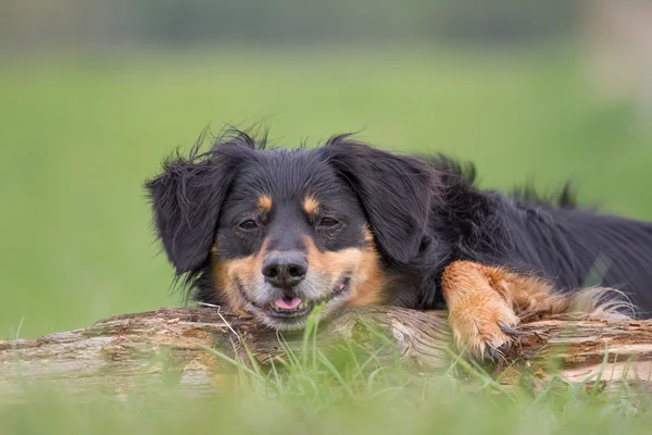 Divertido retrato de perro — Foto de Stock