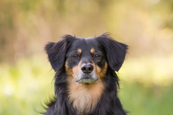 Retrato de cão — Fotografia de Stock