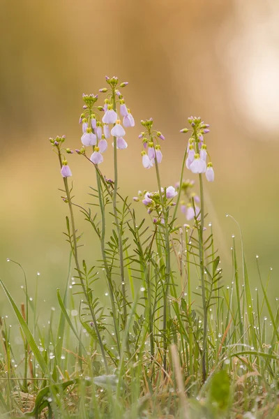 Cardamine de pourpre, fleur de graines de meadowfoam — Photo