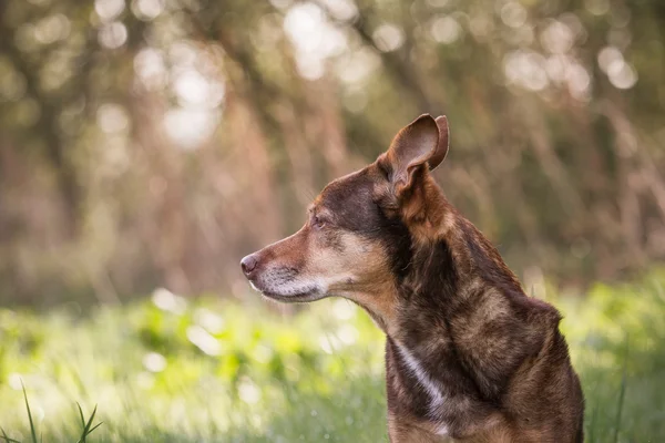 Hond portret — Stockfoto