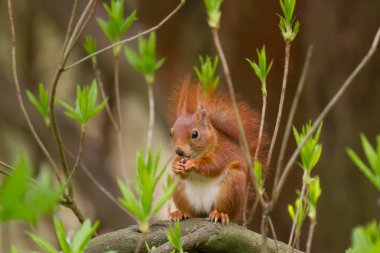 Bir somun yediğine sincap