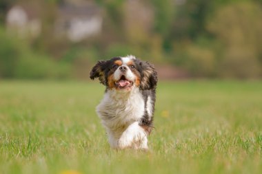 Cavalier King Charles Dog çalıştıran