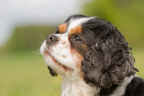 キャバリア ・ キング ・ チャールズ ・犬の肖像画 — ストック写真
