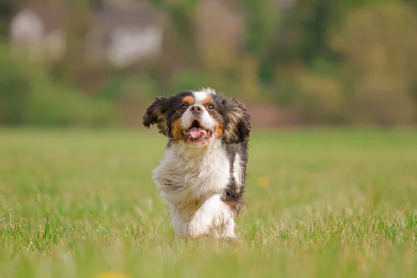 キャバリア キング チャールズ犬を実行しています。 — ストック写真