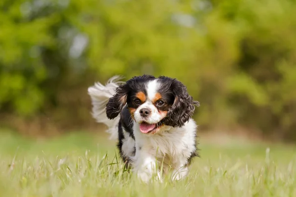 Běžící kavalír King Charles Dog — Stock fotografie