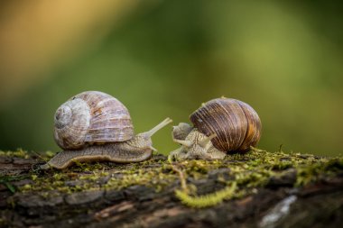 İki büyük Bahçe salyangoz