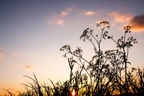 Zachód słońca flory sylwetka — Zdjęcie stockowe