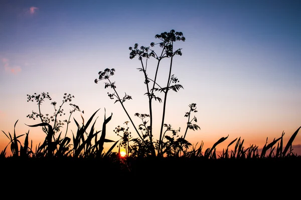 Tramonto flora Silhouette — Foto Stock