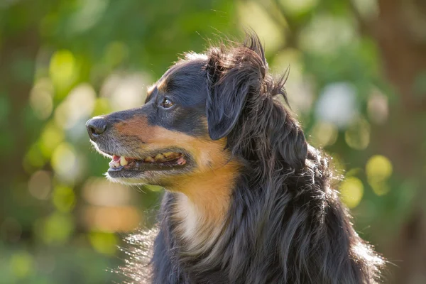 Hond portret — Stockfoto