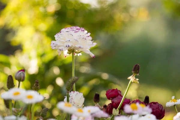 白い春の花 — ストック写真