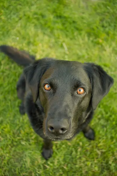 Labrador Dog Portrait — Stock Photo, Image