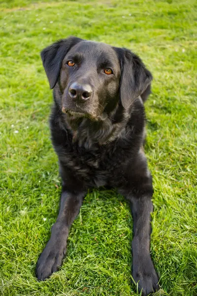 Portrait de chien Labrador — Photo
