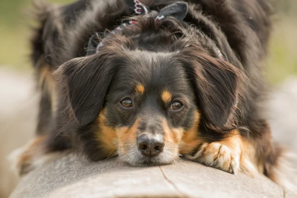 犬の肖像画 — ストック写真