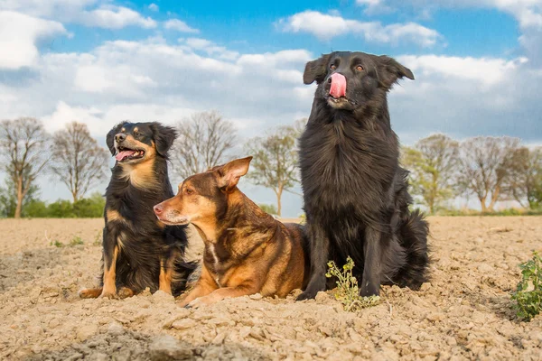 3 Dogs Portrait —  Fotos de Stock