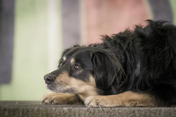 Retrato de perro — Foto de Stock