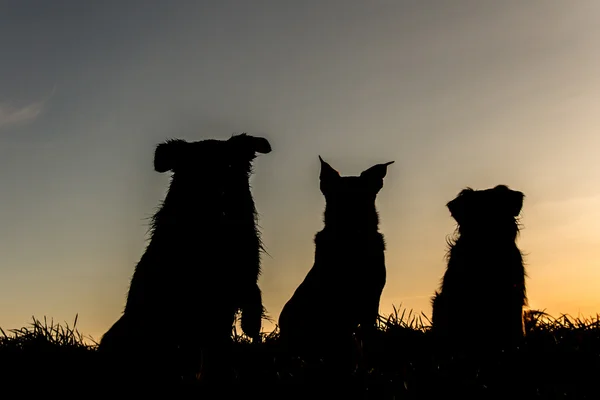 Three dogs in the sunset — Zdjęcie stockowe