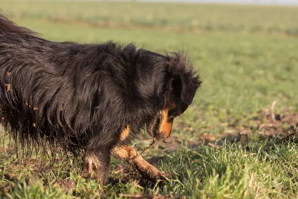 Dog digging on a meadow — Stock Photo, Image