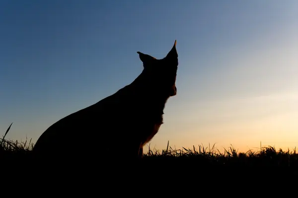 夕日に犬のシルエット — ストック写真