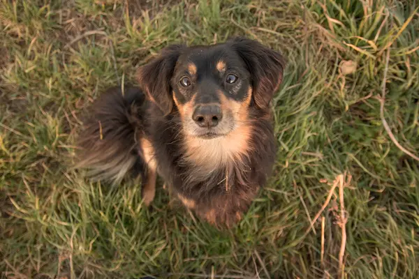 Grappig honden portret — Stockfoto