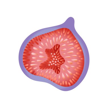 Yarı yarıya incirli meyve vektör elementi. Sonbahar yemeğinin basit bir gösterimi