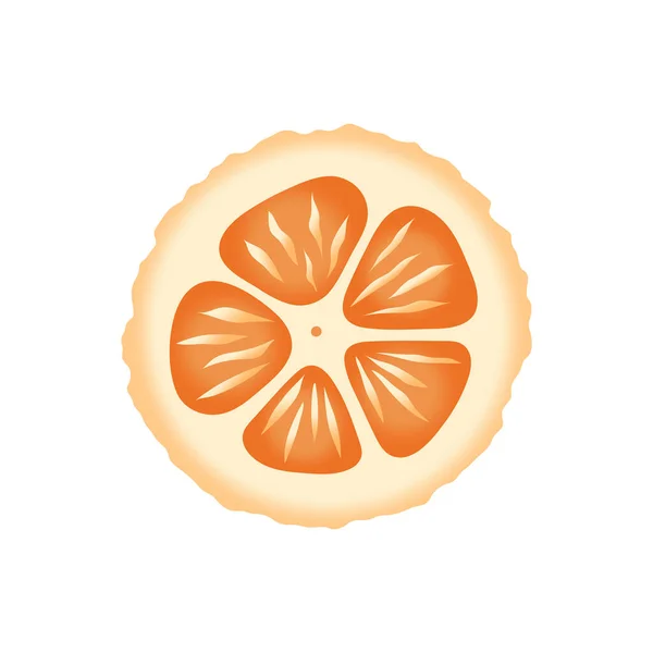 Sliced citrus fruit vector design. Orange, lemon or kumquat — Stock Vector