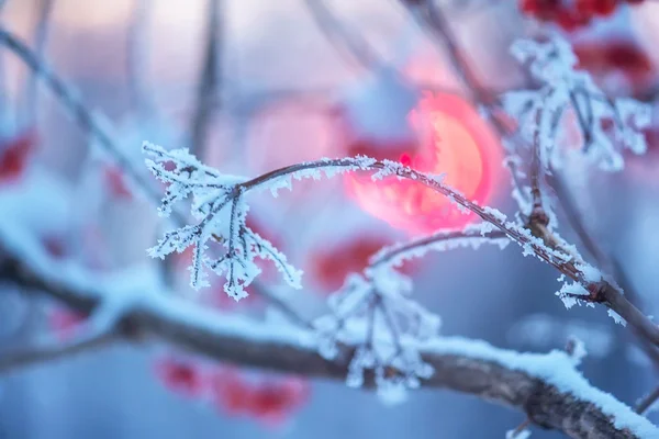 Kül berry bush kışın gün batımında