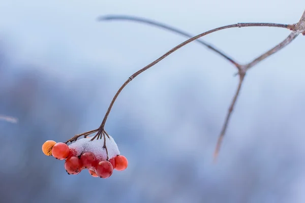 Karla kaplı kül berry