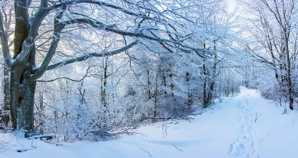 Dağlarda kış ormanı