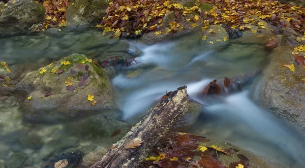 Mrtvé dřevo ve vodě — Stock fotografie