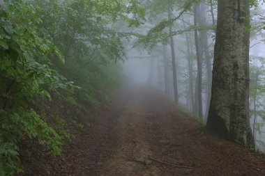 Nem ormandaki izinde