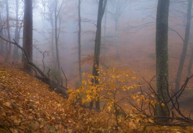 Puslu bir orman sonbaharda yaprak