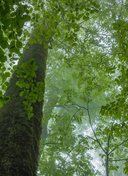Bir bahar ormandaki konservesi yeşillik ağ