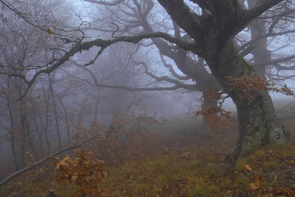 Sisli orman guard Crimea ormanda