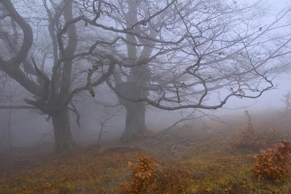 Sisli ormanın gizemli ağaçlarda