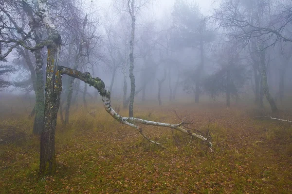 Ormanda düşen huş ağacı