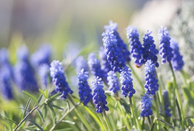Muscari baharda çiçek açar.