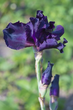 Çiçek açan koyu mavi Iris