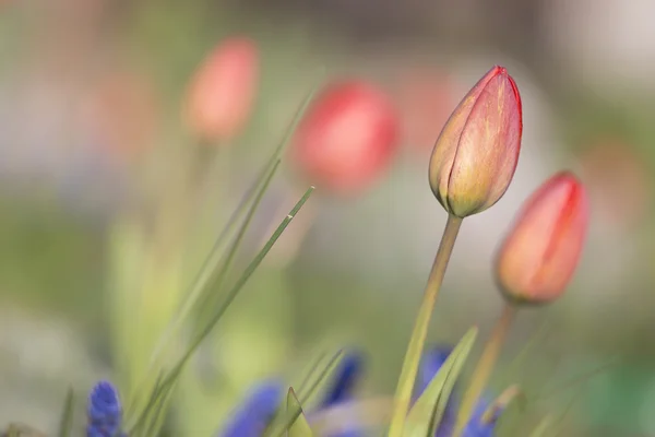 Lale çiçek için hazır