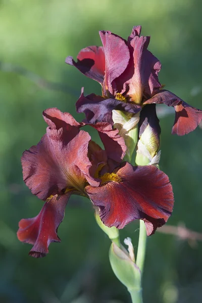 Kestane rengi Iris çiçeklenme