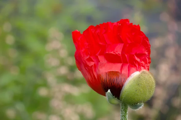 Crimson Poppy in bloom — Stock Photo, Image