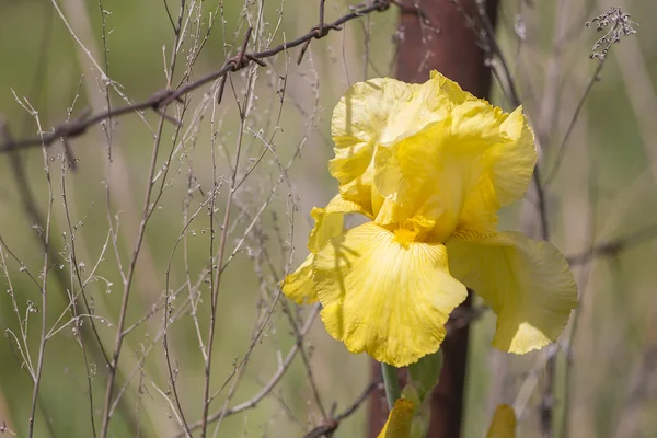 Iris ve dikenli tel çit sarı