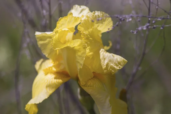 Sarı Iris çiçeklenme