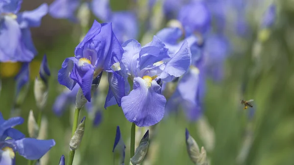 Çiçek açan lacivert Iris