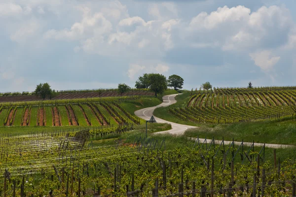 Ruta del Vino en Alsacia. Vistas de los viñedos . —  Fotos de Stock