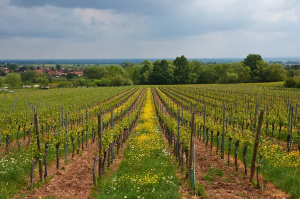 Ruta del Vino en Alsacia. Vistas de los viñedos . —  Fotos de Stock